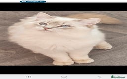 Ragdoll cats for sale: Lilac and blue tica ans Gccf registered ragdolls. - Image 3