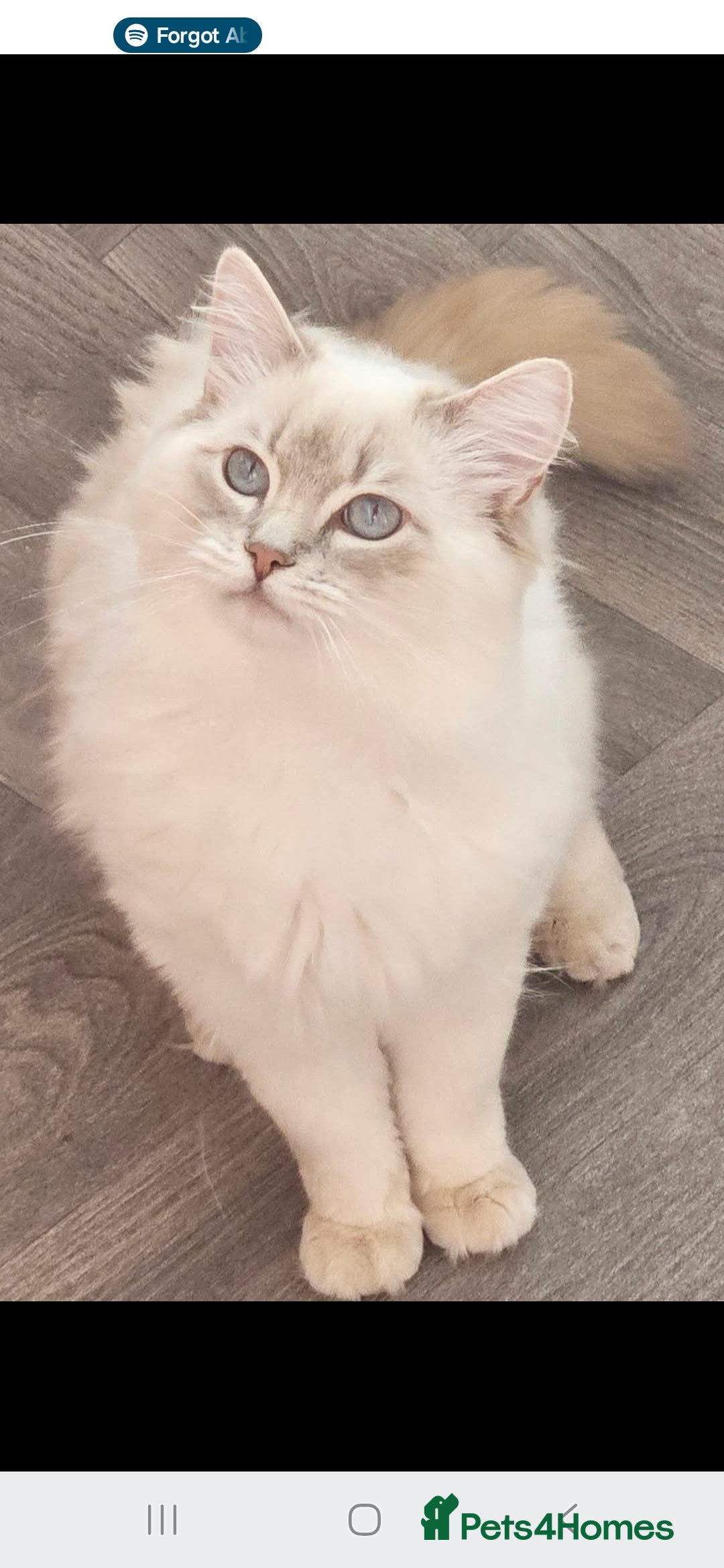 Ragdoll cats for sale: Lilac and blue tica ans Gccf registered ragdolls. - Image 3