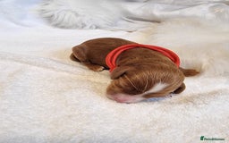 Cavapoo dogs for sale: Stunning F1 Cavapoo puppies, DNA tested parents  - Image 5
