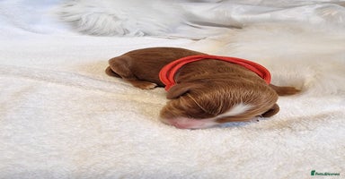 Cavapoo dogs - Advert 8