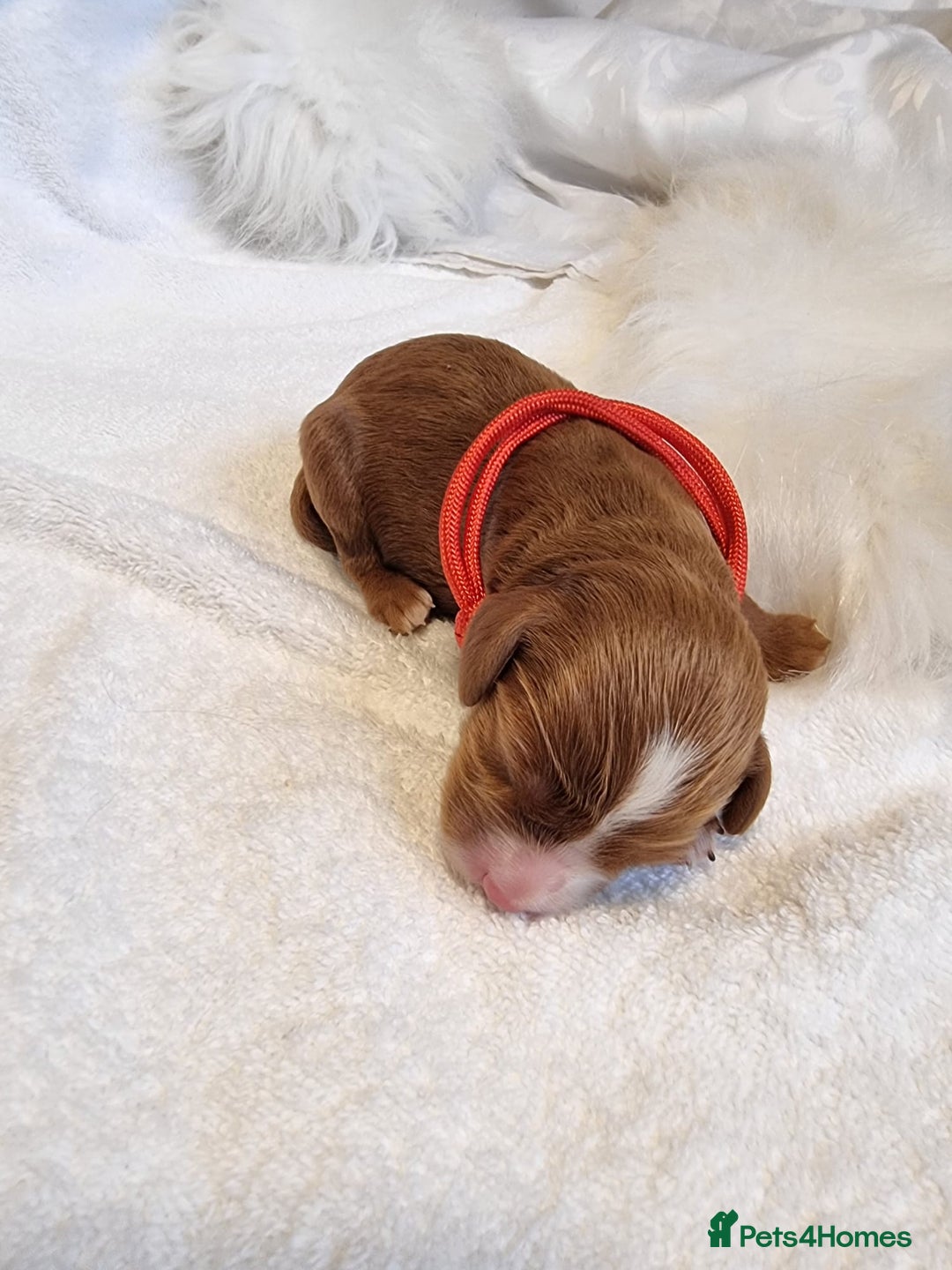 Cavapoo dogs for sale: Stunning F1 Cavapoo puppies, DNA tested parents  - Image 5