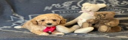 Poochon dogs for sale: Superb litter of Poochon's  - Advert 12