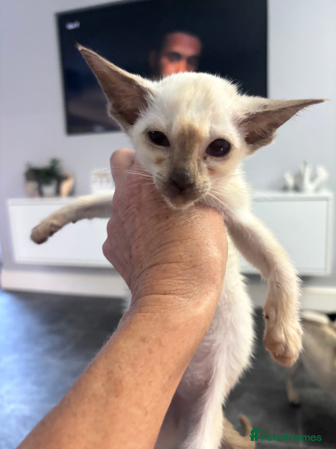 Siamese cats for sale: SIAMESE and ORIENTAL KITTENS - Image 9