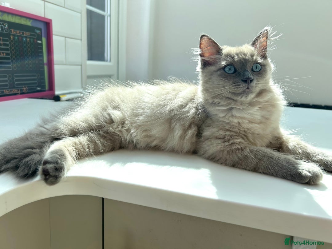 Ragdoll cats for sale: Female kitten ragdoll  - Image 3