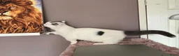 Munchkin cats for sale: Super short legs Munchkin kittens  - Advert 8