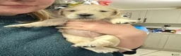 Golden Retriever dogs for sale: Beautiful Golden Retriever Puppies - Advert 25