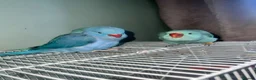 Ringnecks birds for sale: Hand reared indian ringneck babies - Advert 21