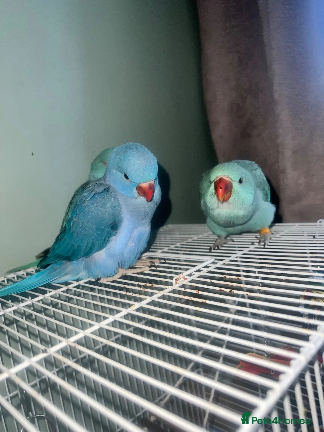 Ringnecks birds for sale: Hand reared indian ringneck babies - Advert 21