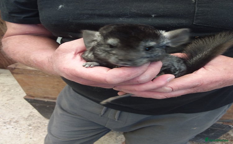 Chinchilla rodents - Advert 3