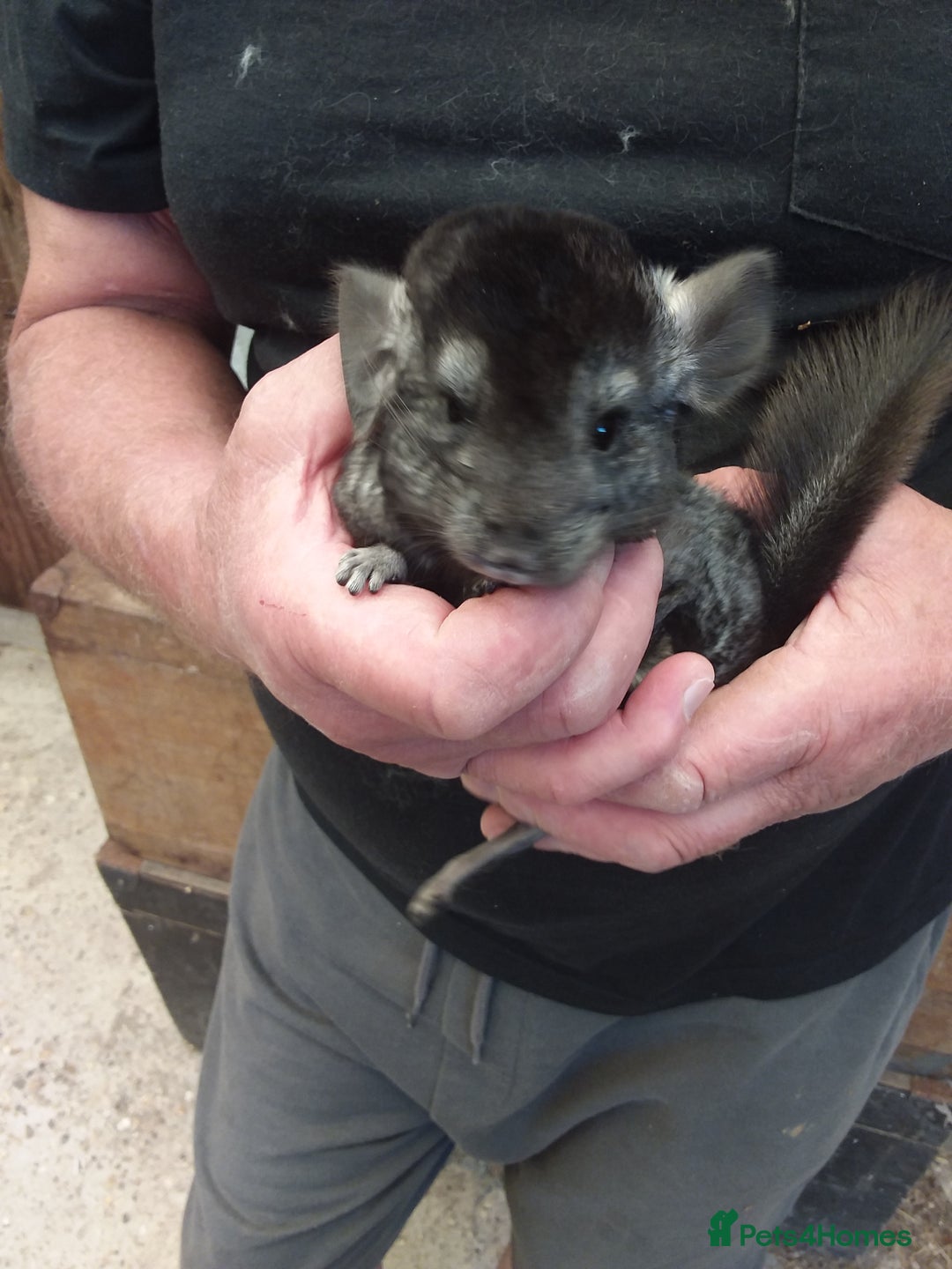 Chinchilla rodents for sale: Pretty girls  - Image 1