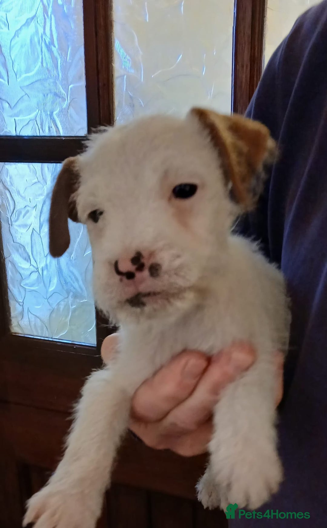 Jack Russell dogs for sale: Jack Russell  puppies - Advert 9