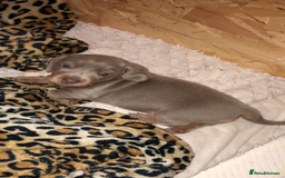 Dachshund dogs for sale: AMAZING dachshund puppys - Image 2