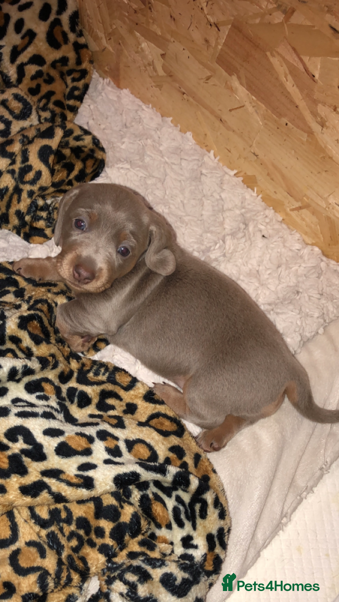 Dachshund dogs for sale: AMAZING dachshund puppys - Image 2