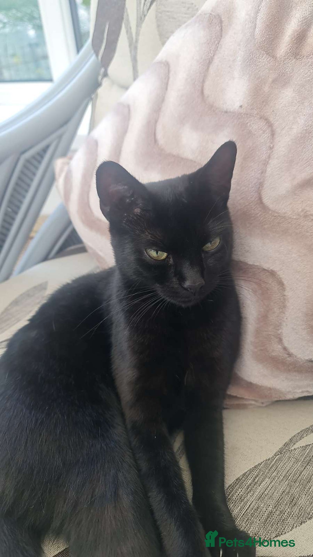 Mixed Breed cats for sale: Maincoon mix cat - Advert 1