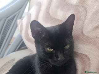 Mixed Breed cats Maincoon mix cat - Advert 15