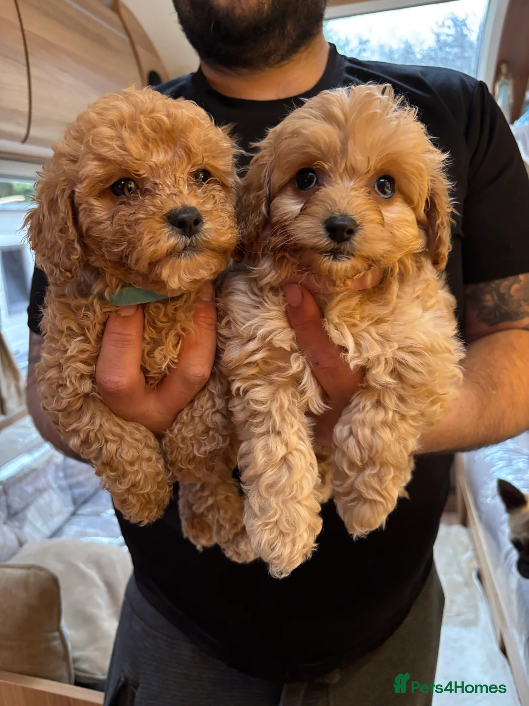 Cockapoo dogs for sale: Beautiful cockapoo puppies  - Advert 2