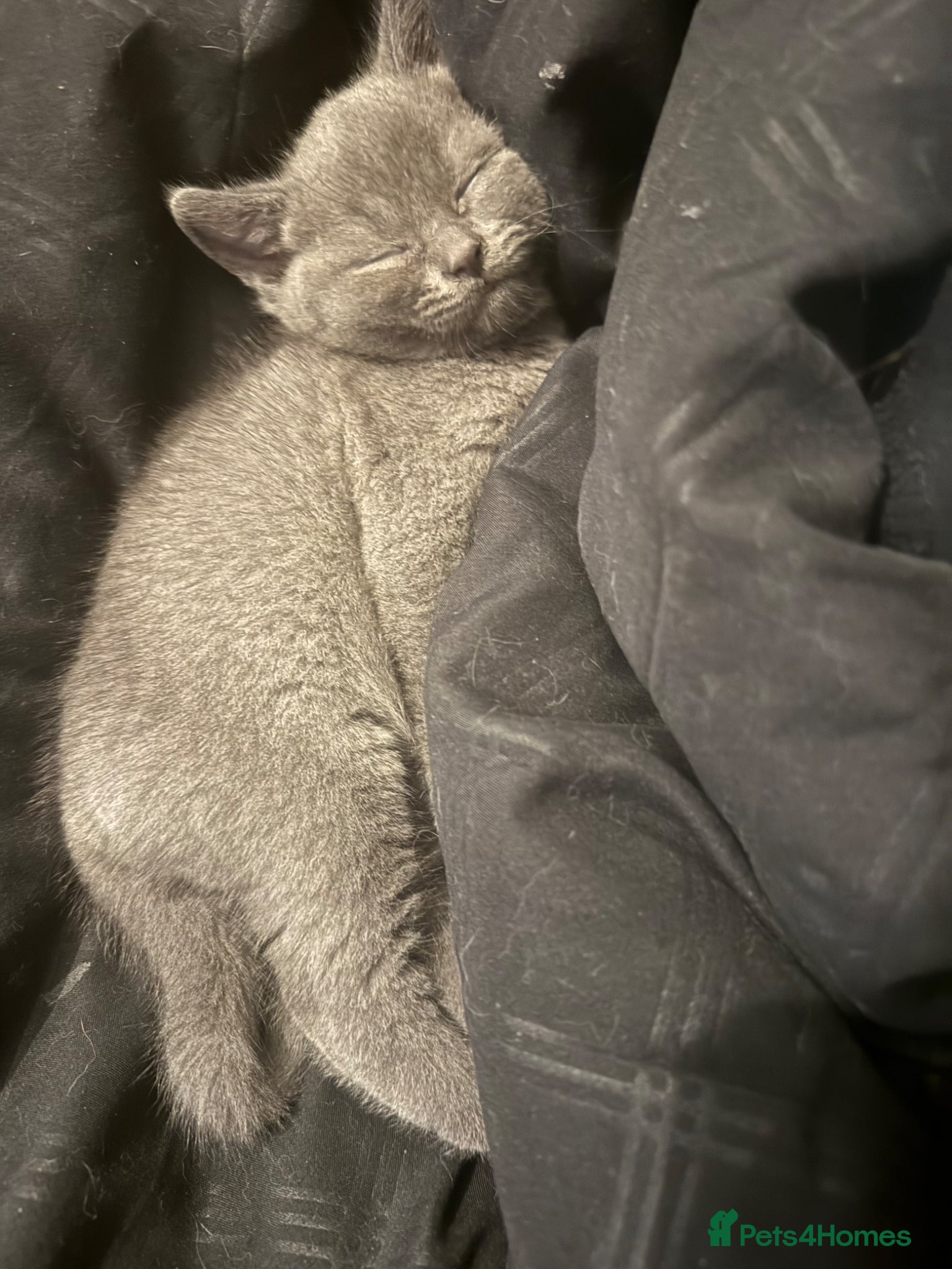 Mixed Breed cats ralph  - Advert 3