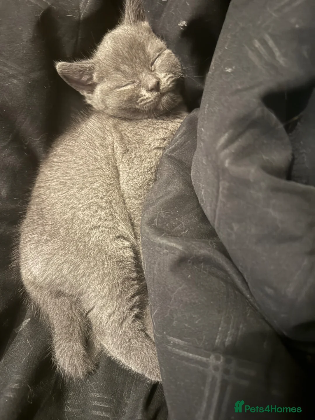 Mixed Breed cats for sale: ralph  - Advert 1