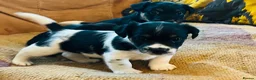 Jack Russell dogs for sale: Beautiful litter of Jack Russel puppies  in Milnthorpe - Advert 33