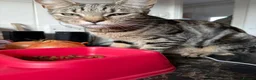 Mixed Breed cats for sale: Beautiful mixed bunch  - Advert 7