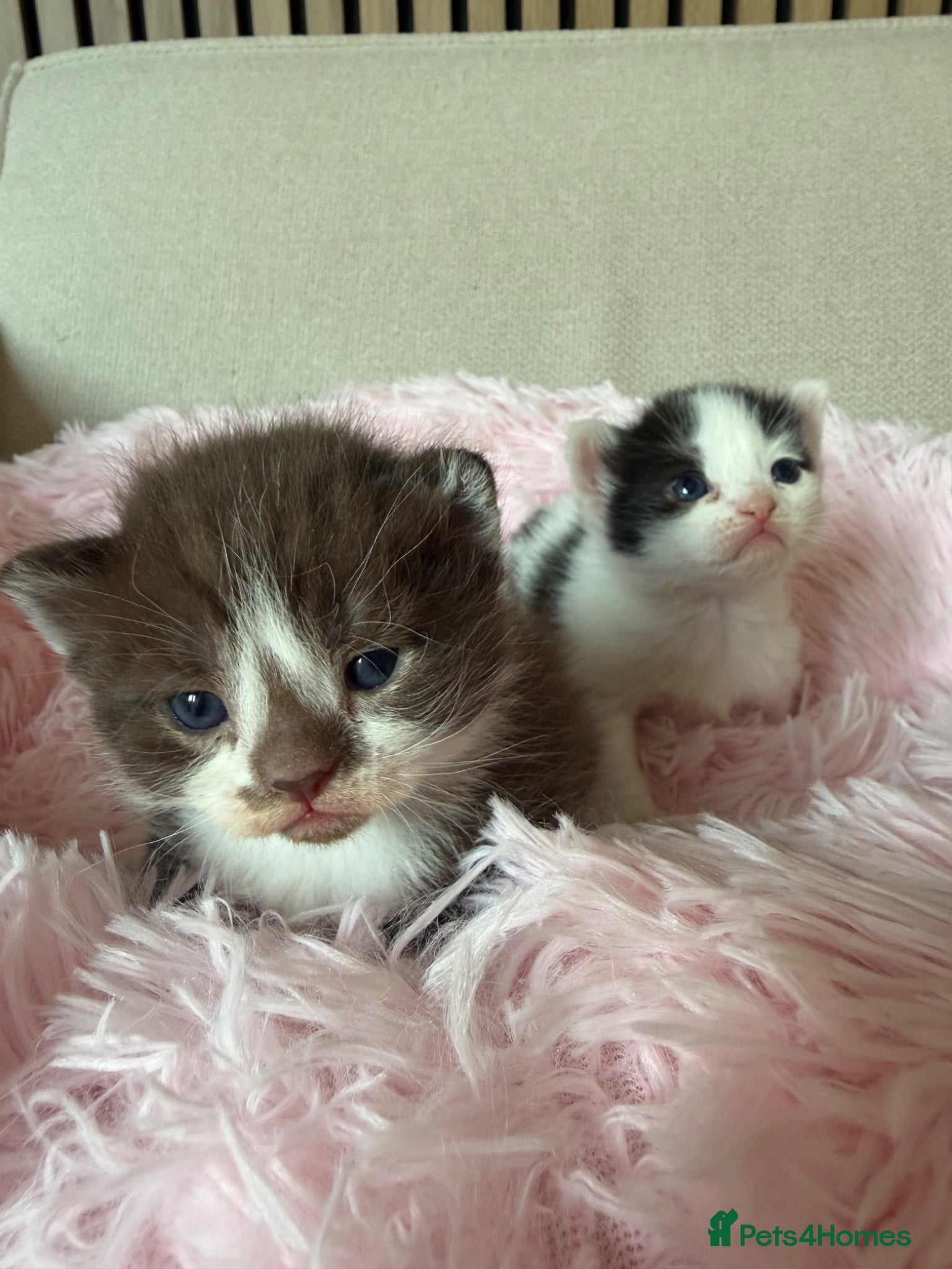 Mixed Breed cats Beautiful Teddy bear Devon Rex Cross - Advert 1