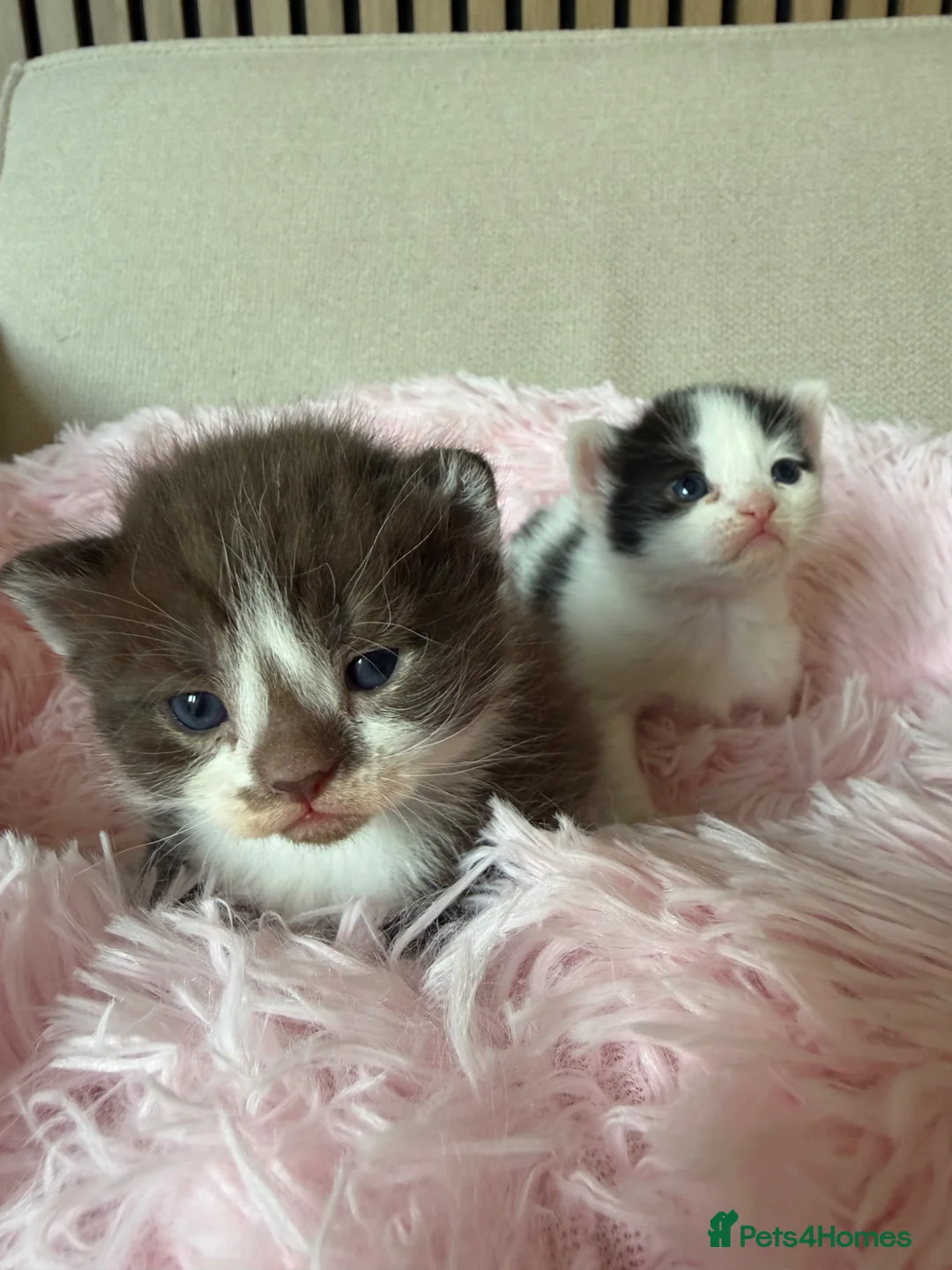 Mixed Breed cats for sale: Beautiful Teddy bear Devon Rex Cross - Advert 1