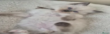 Ragdoll Kitten 8
