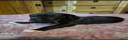 Great Dane dogs for sale: Beautiful KC Registered Great Danes Puppies - Advert 15
