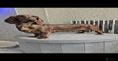 Dachshund dogs - Advert 15