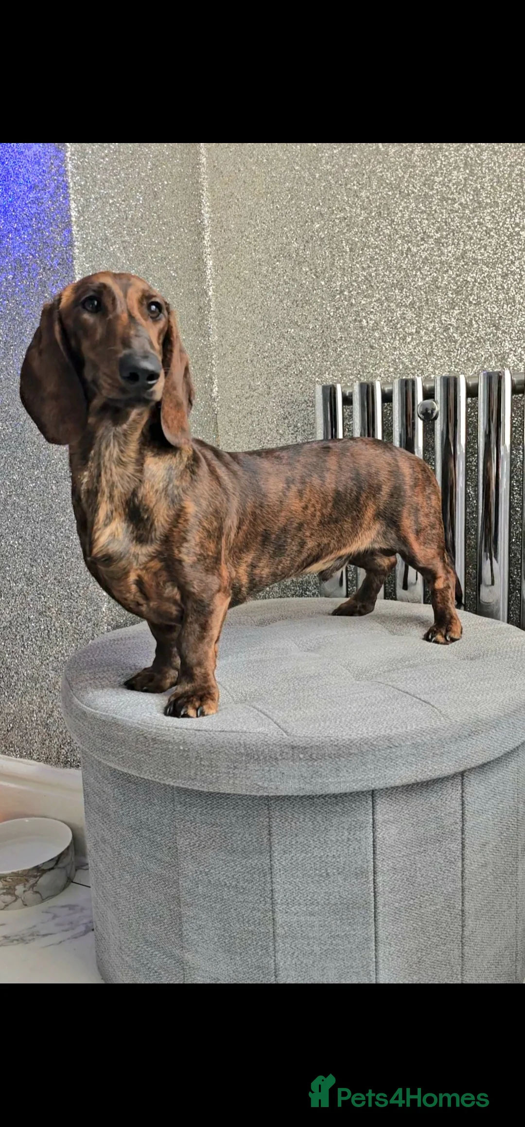 Dachshund dogs for stud: Standard dachshund  - Advert 6