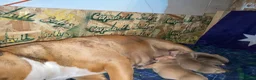 American Bully dogs for sale: American Pocket Bully’s  - Advert 13