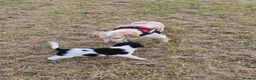 Cocker Spaniel dogs for sale: 2 x female spaniels - Advert 3