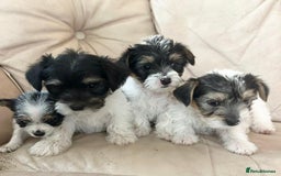 Mixed Breed dogs for sale: Jackawawa pups - Image 17