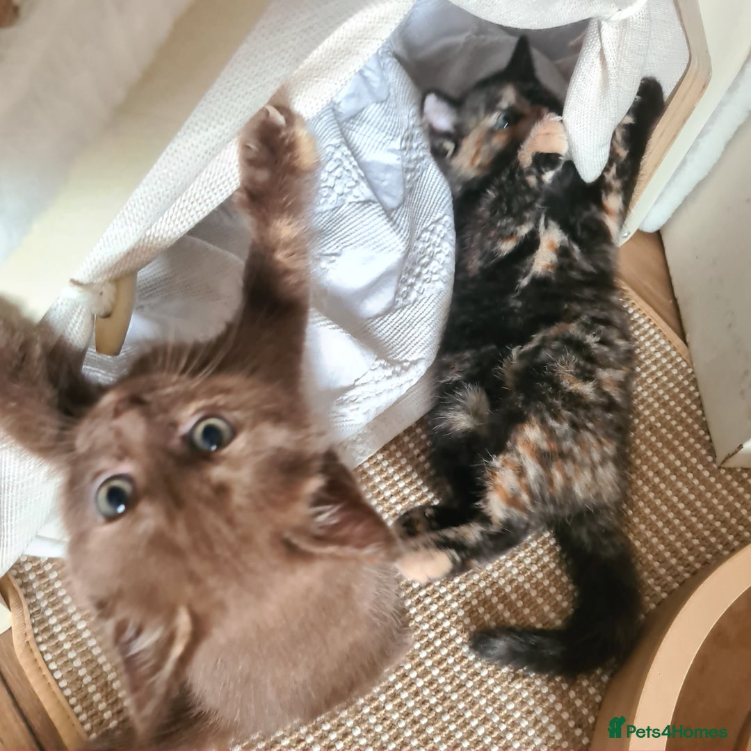 British Shorthair cats for sale: Beautiful British shorthair kittens - Image 24