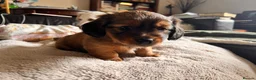 Mixed Breed dogs for sale: Miniature Daschund x 1/8th Border Terrier Puppies in Grantham - Advert 23