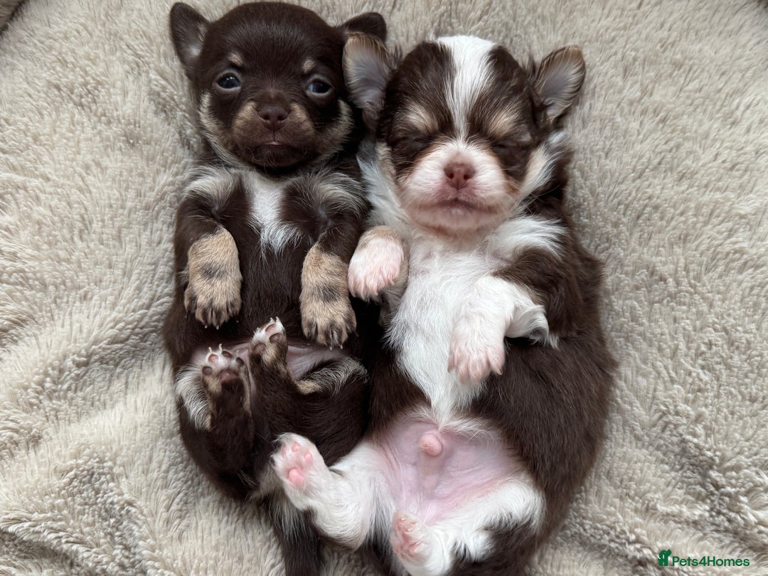 Chihuahua dogs for sale: READY 24th 🤎 Outstanding Chocolate Puppies 🧸🐻🤎 - Advert 6