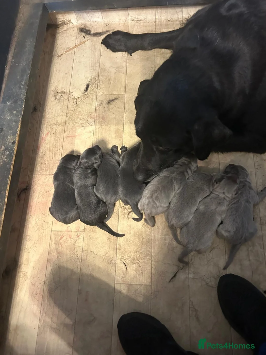 Labrador Retriever dogs for sale: Champion bloodline pedigree labrador silver charco - Advert 2