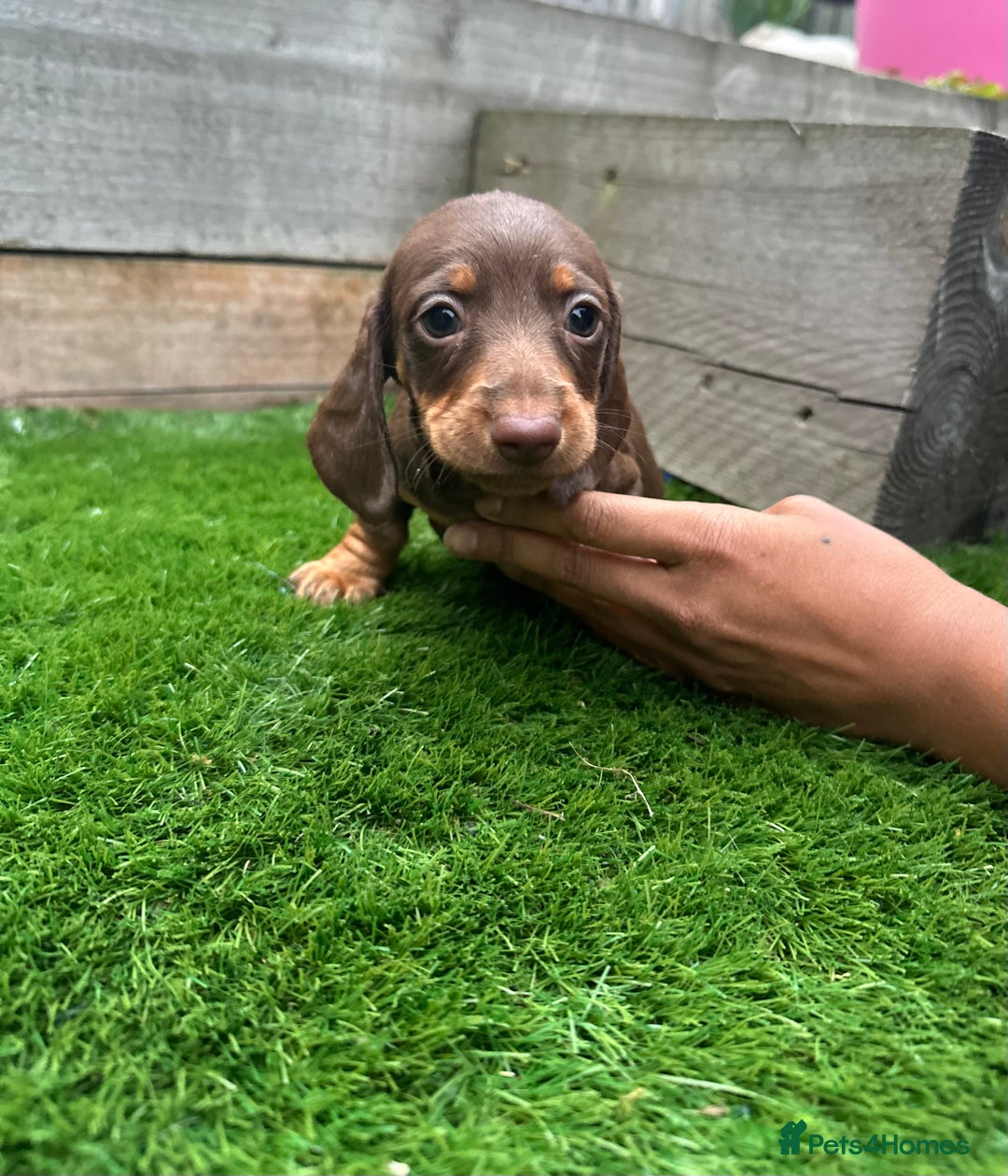 Miniature Dachshund dogs for sale: **Quality Super tiny dachshunds -Ready now - Image 14