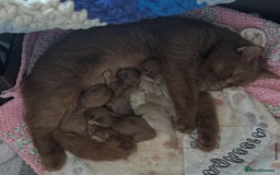 British Shorthair cats for sale: GCCF & TICA Active - CINNAMON GIRL🤎 - Image 13