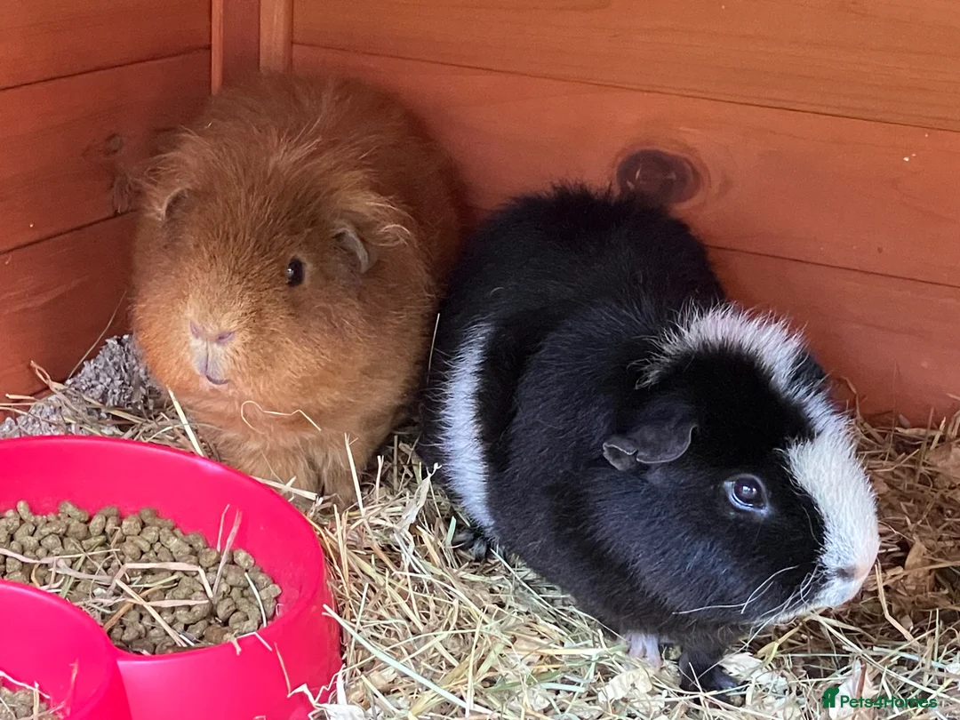Guinea Pig rodents for sale: 2x lovely bonded male guinea pigs in York - Advert 1