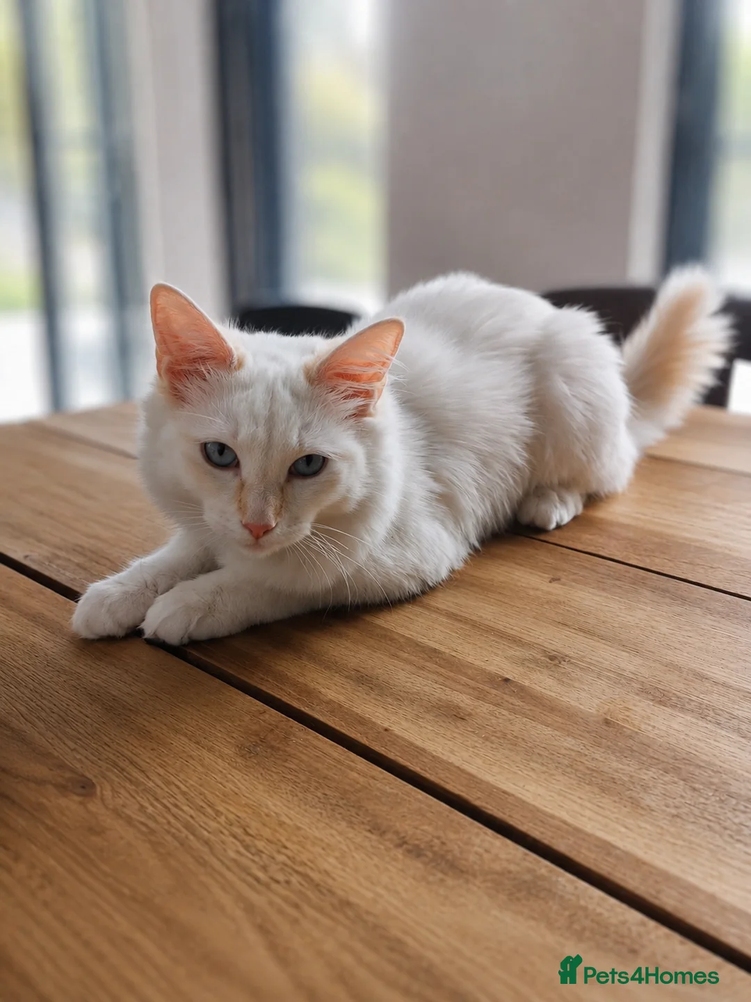 Ragdoll cats for sale: Flamepoint Ragdoll Boys  - Advert 2
