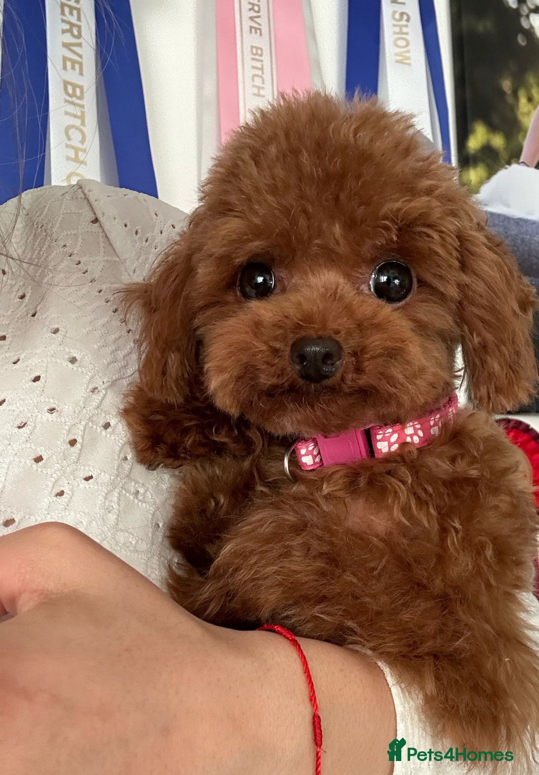 Maltipoo dogs for sale: Adorable maltipoo puppies- Asian dad! korean Mum! - Advert 12