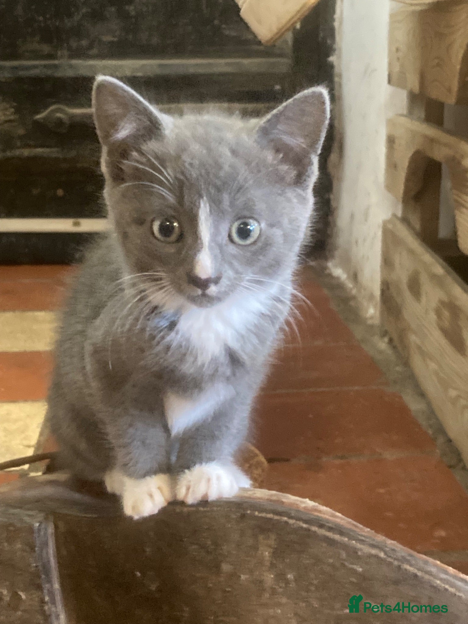 Ragdoll cats GORGEOUS Ragdoll x kittens  - Advert 1