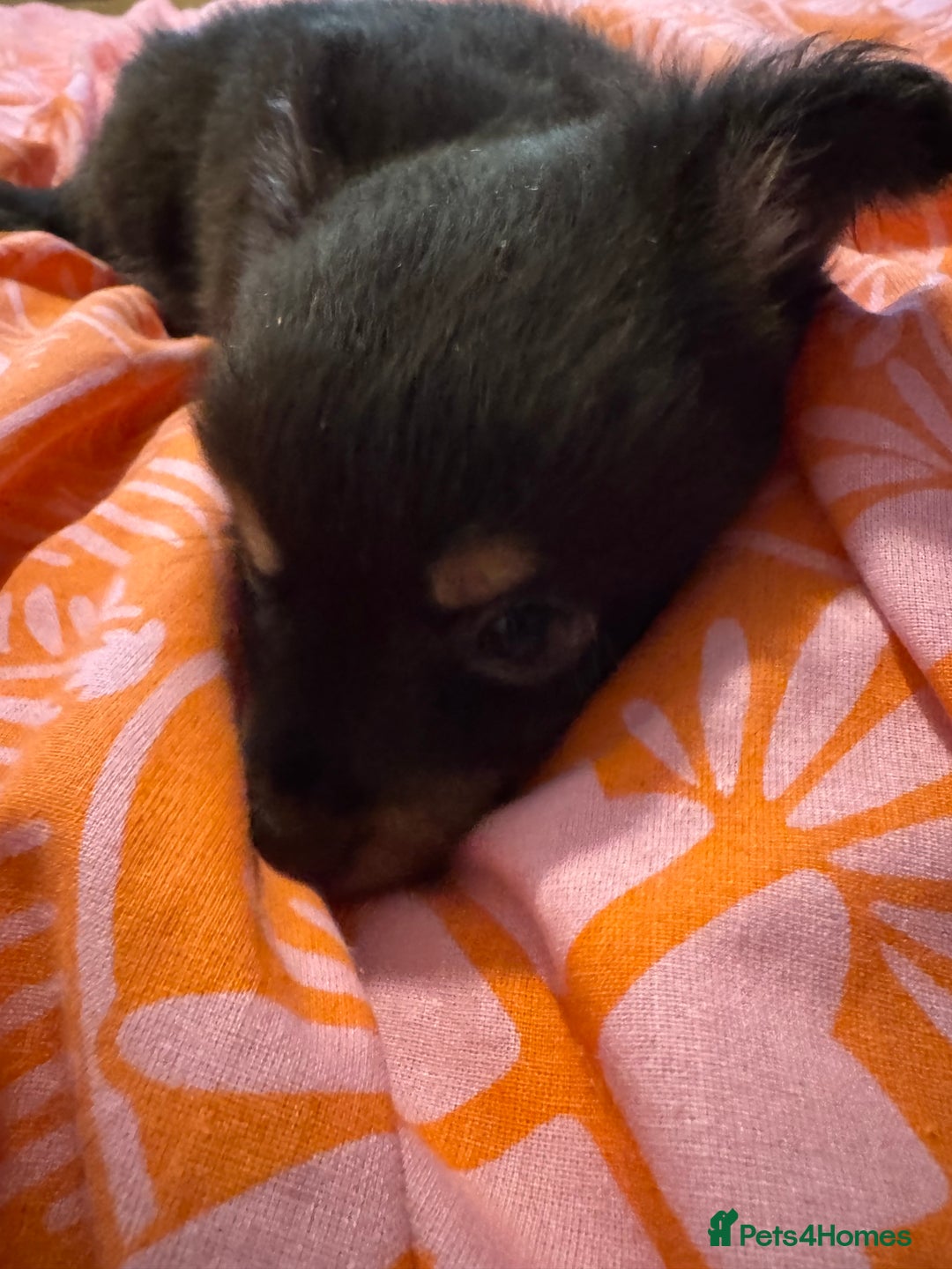 Chihuahua dogs for sale: chocolate boy black n tan boy creamish girl  - Advert 5