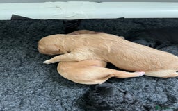 Cavapoo dogs for sale: F1B OUTSTANDING RARE RAINBOW 🌈 BABIES (Cavapoo)  - Image 9