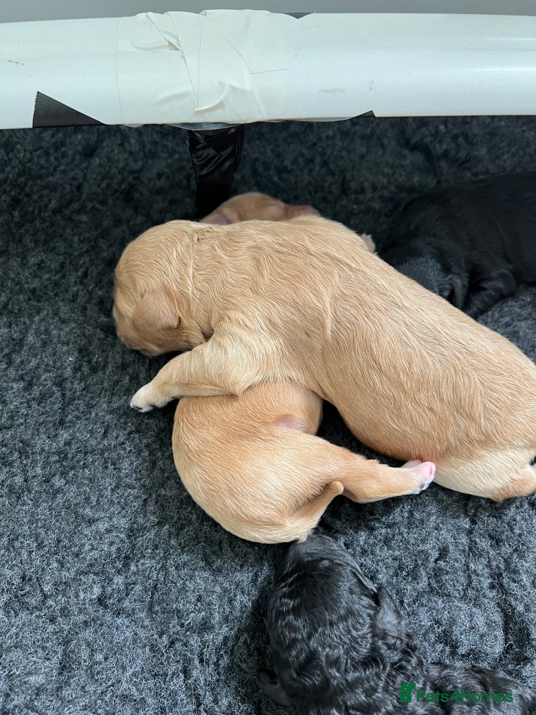 Cavapoo dogs for sale: F1B OUTSTANDING RARE RAINBOW 🌈 BABIES (Cavapoo)  - Image 9