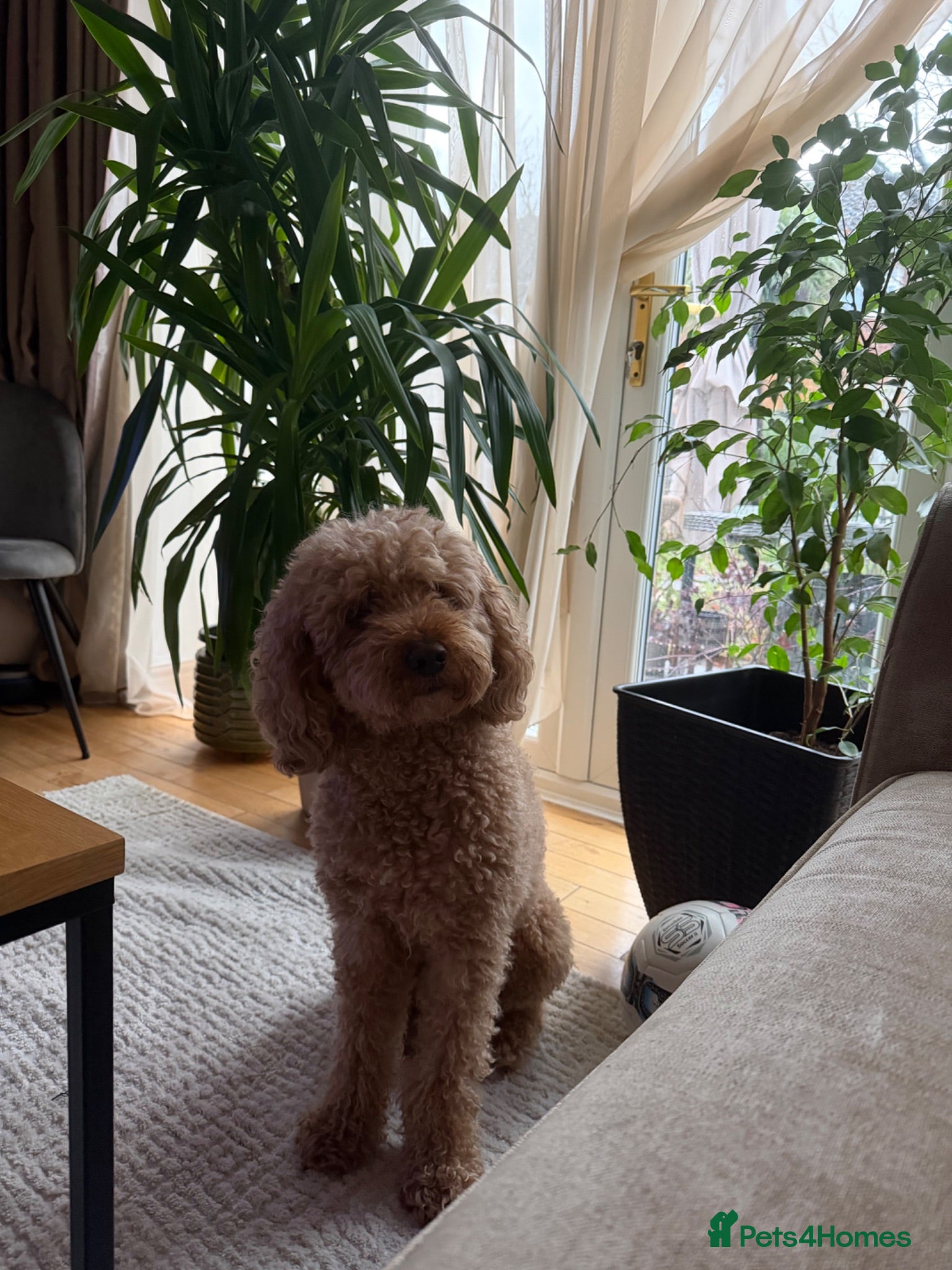 Labradoodle dogs Teddy mini labradoodle  - Advert 1