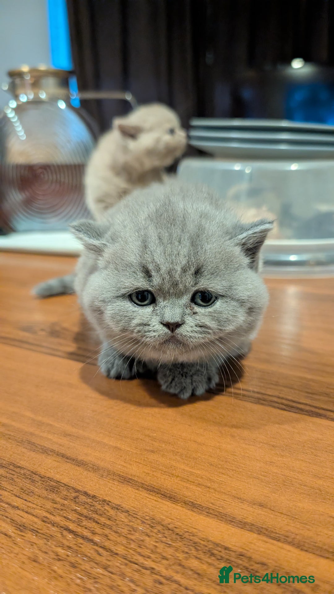 British Shorthair cats for sale: Multi-colour GCCF British Shorthair kittens  - Advert 26