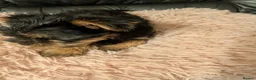 Chihuahua dogs for sale: Three small Yorkshire terriers for sale - Advert 23