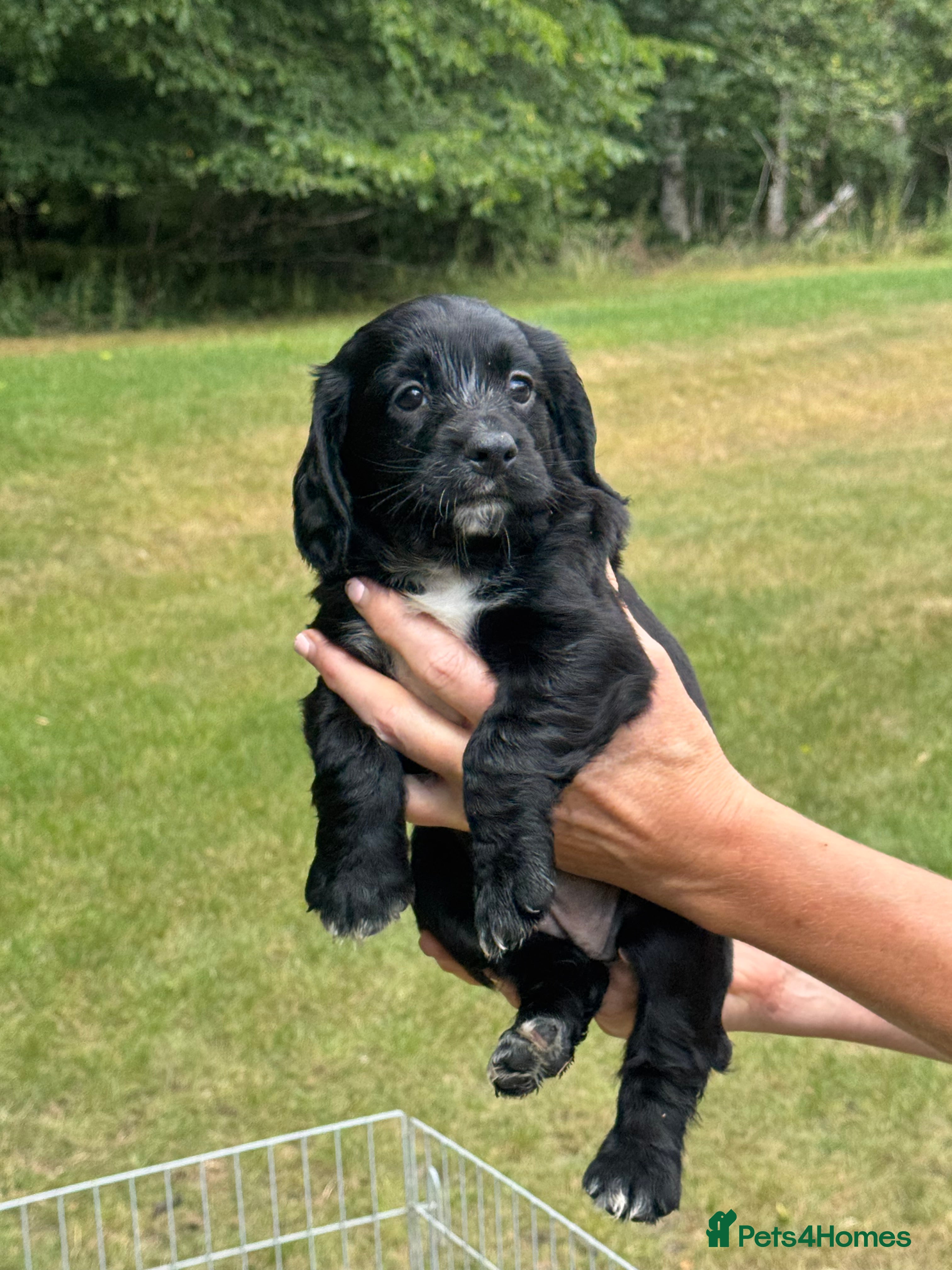 Cocker Spaniel dogs Working cocker spaniel puppies KC REGISTERED - Advert 1